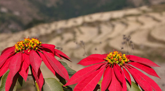 Discover Flora and Fauna in Bhutan Flora and Fauna