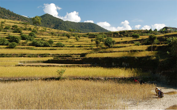 Rice fields in Dhampus