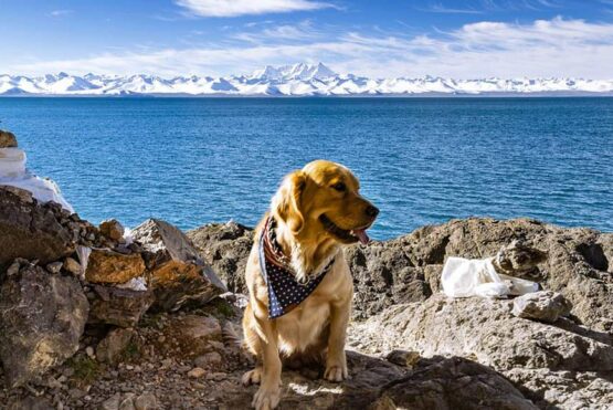 Namtso – the heavenly lake in Tibet Golden Retriever in front of the Namtos Lake in Tibet