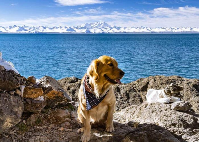 Golden Retriever in front of the Namtos Lake in Tibet