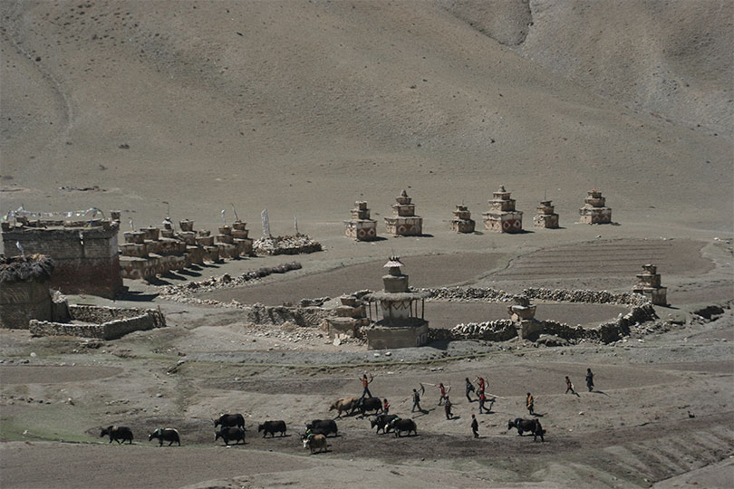 Men Plowing the fields in the Lower Dolpo Area; Path to Lower Dolpo and Lake Phoksumdo Trek