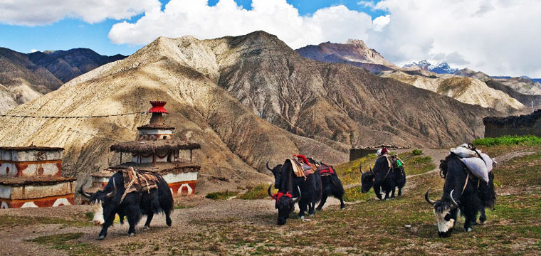 mountain landscape and caravan of yaks in inner dolpo