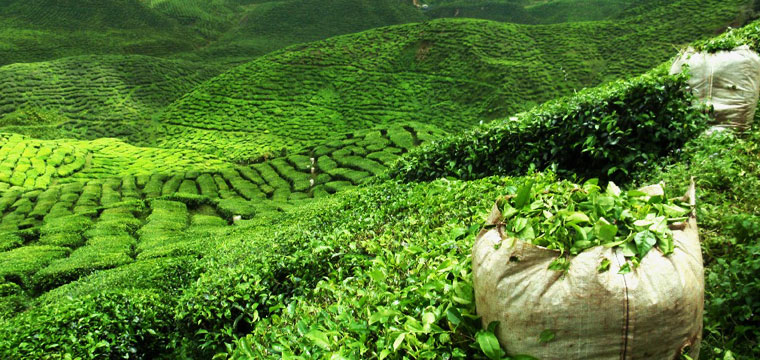 illam