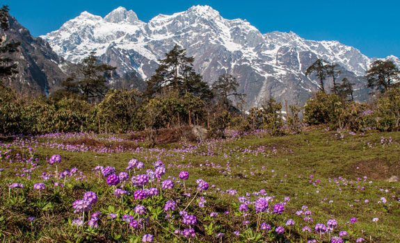 Sikkim