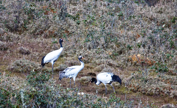 crane