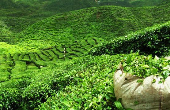 Ilam: The Queen of Hills illam