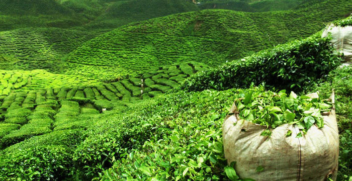illam