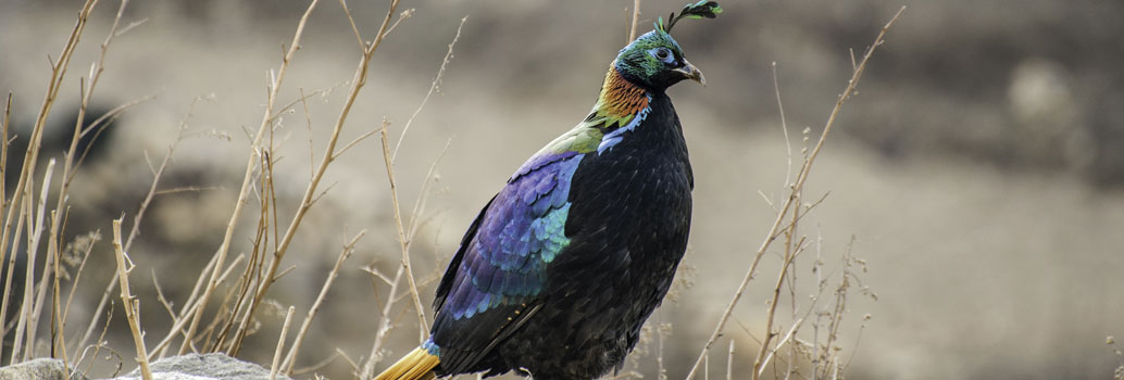 A Himalayan Monal