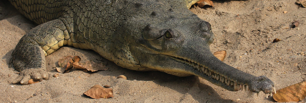 Gavial in Chitwan National