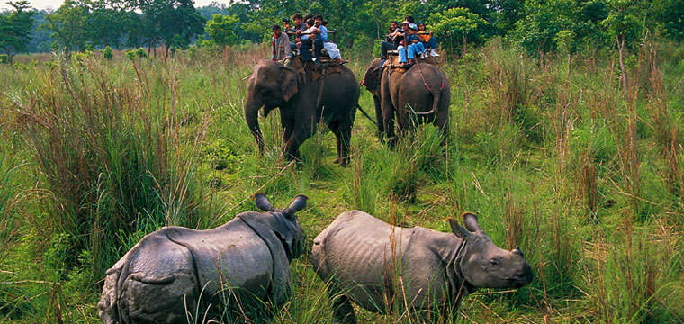 Jungle Safari in Chitwan
