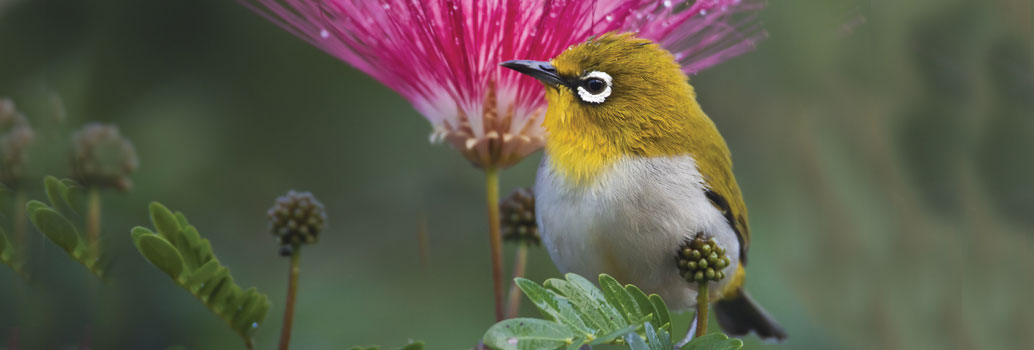 Oriental white eye bird