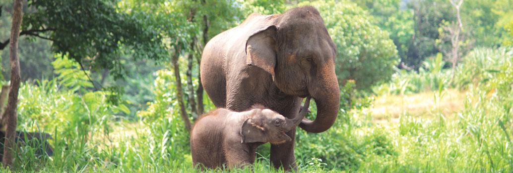 Elephant
