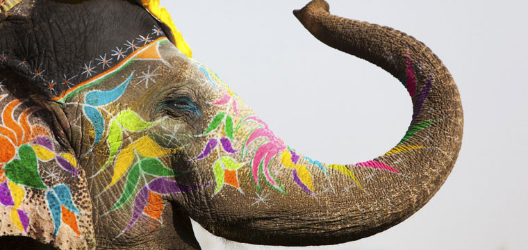 Decorated elephant at the annual elephant festival in Jaipur one of the 10 reasons to visit India