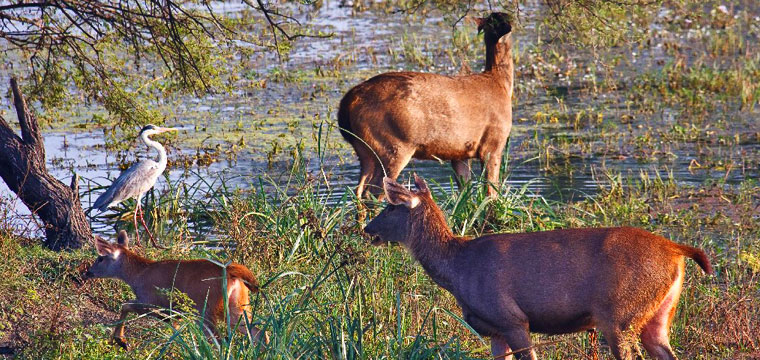 wildlife in Indai