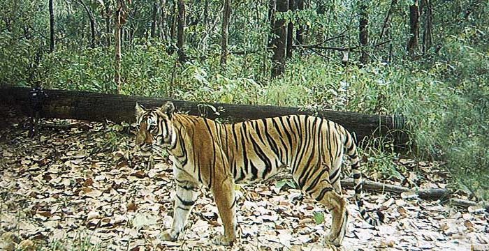 Tiger in Nepal