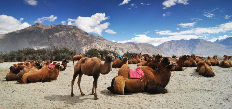 Camels in the Nubra Valley
