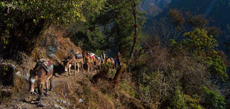Donkeys descending towards town