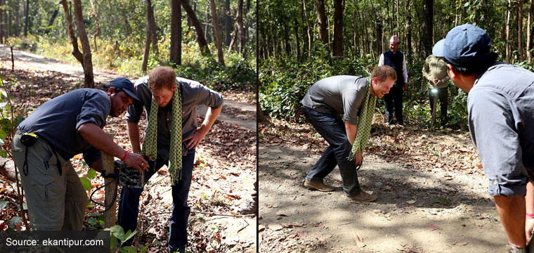 Prince Harry pretends to be a tiger for a camera trap during his visit to Bardia National Park in Nepal