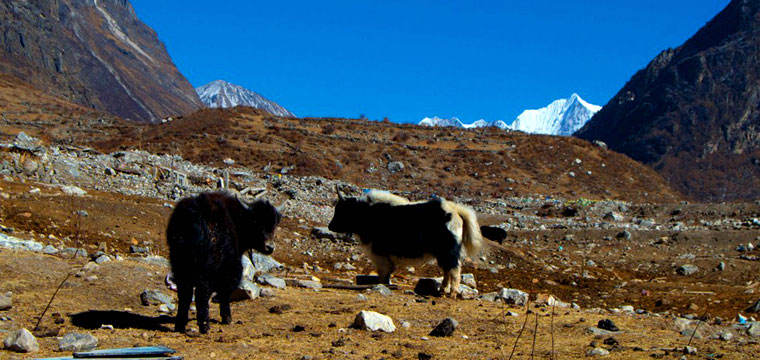 yak
