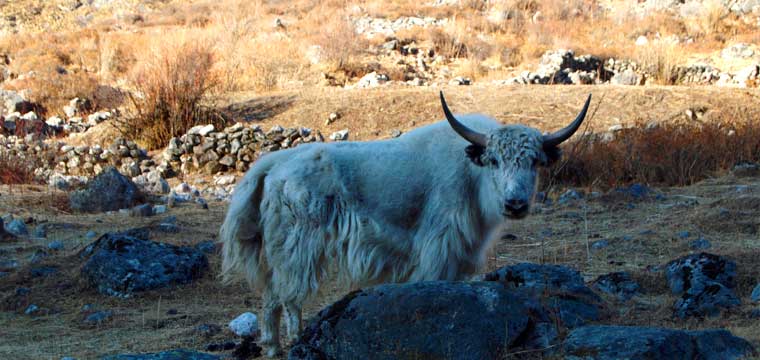 Yak grazing