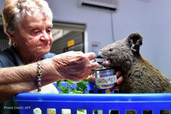 Australian Bushfire: How can you help? Koala