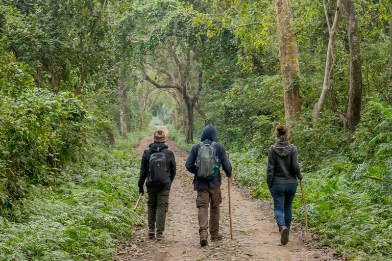 jungle walk at bardiya national park