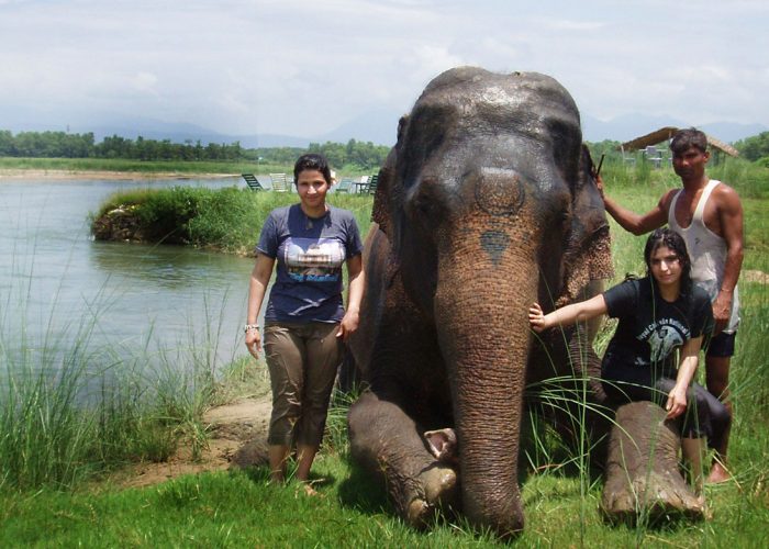 chitwan-elephant