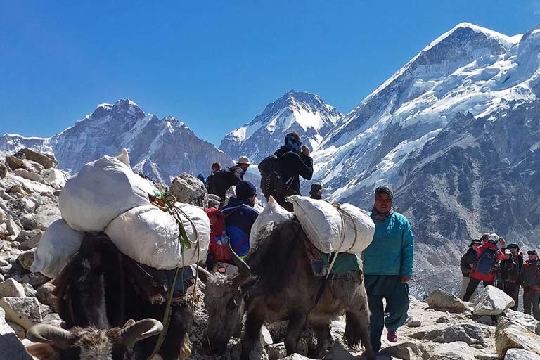 yak carring load at everest trail