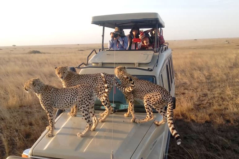 Leopard spoted during Tanzania safari tour