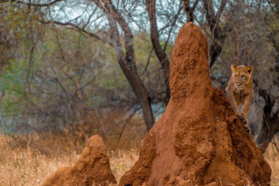 Best 28 Day Tours in Tanzania you must try out Safari at Tarangire