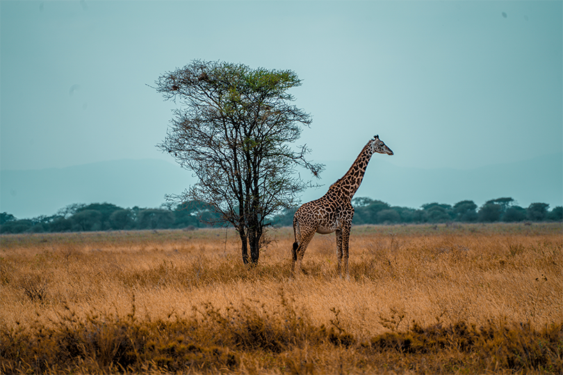If your travel destination was an animal, what would it be