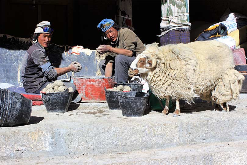 Sheep Rearing Culture in Tibet during spring