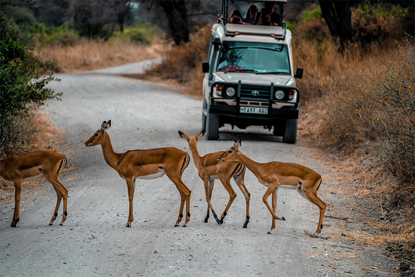 Safari in Tanzania