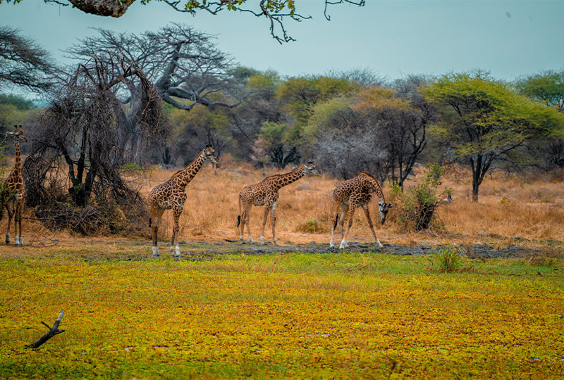 Tarangine National Park a popular day trips in tanzania