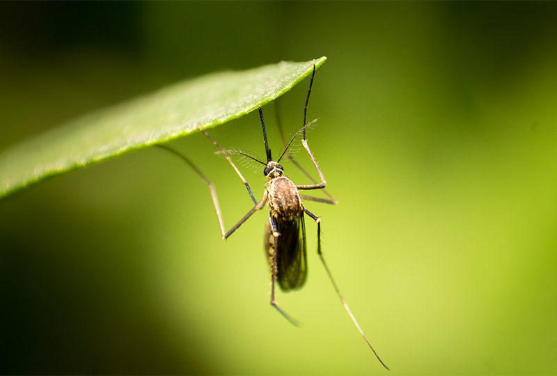 Aedes mosquito - vector of Dengue Fever