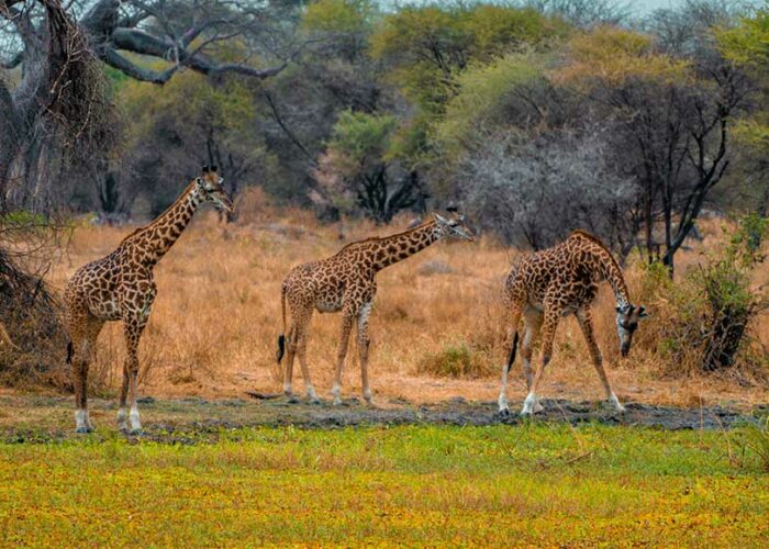 Serengeti; one of the best places to visit in Tanzania