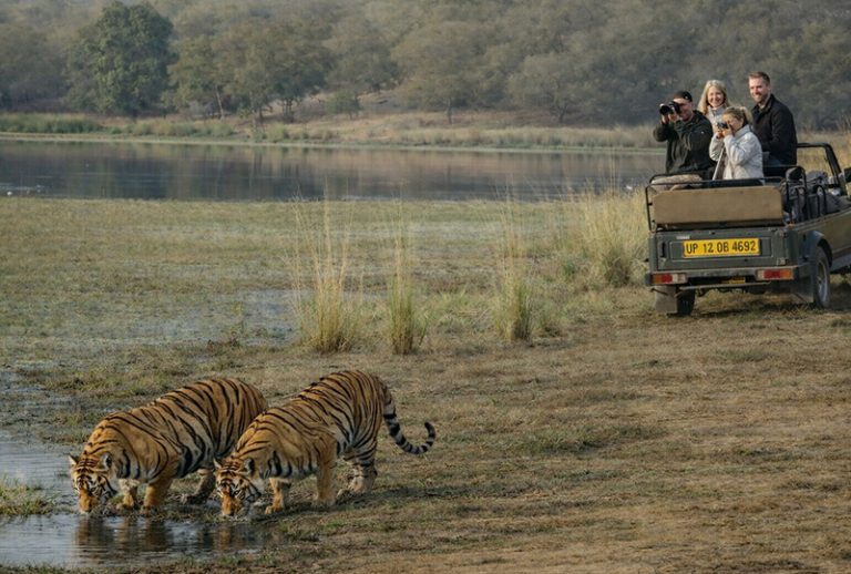 Ranthambore Safari